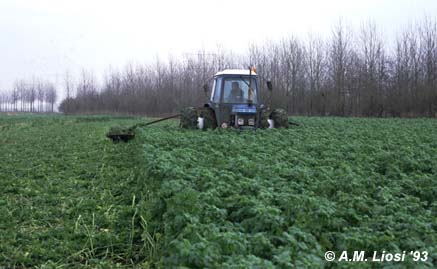 traktor rolt mosterdzaad plat jan93 aaakweg