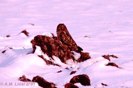 velduil op besneeuwde akker feb.91.
